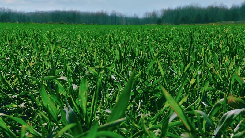 10 Most Grown Crops in the United States