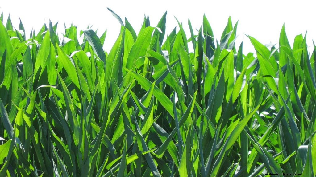 10 Most Grown Crops in the United States