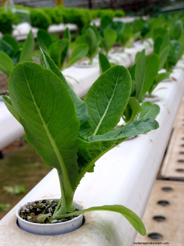 How to Start Hydroponic Growing: Everything You Need to Know About Hydroponic System