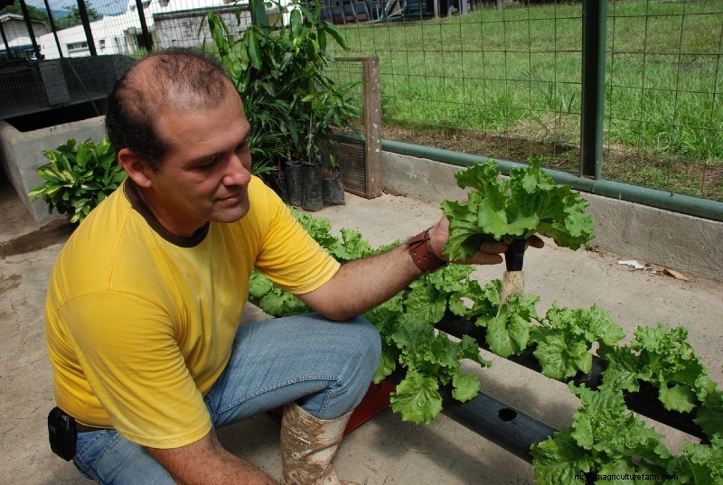 How to Start Hydroponic Growing: Everything You Need to Know About Hydroponic System