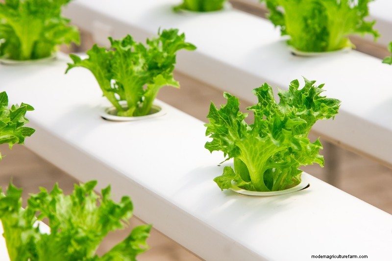 How to Start Hydroponic Growing: Everything You Need to Know About Hydroponic System