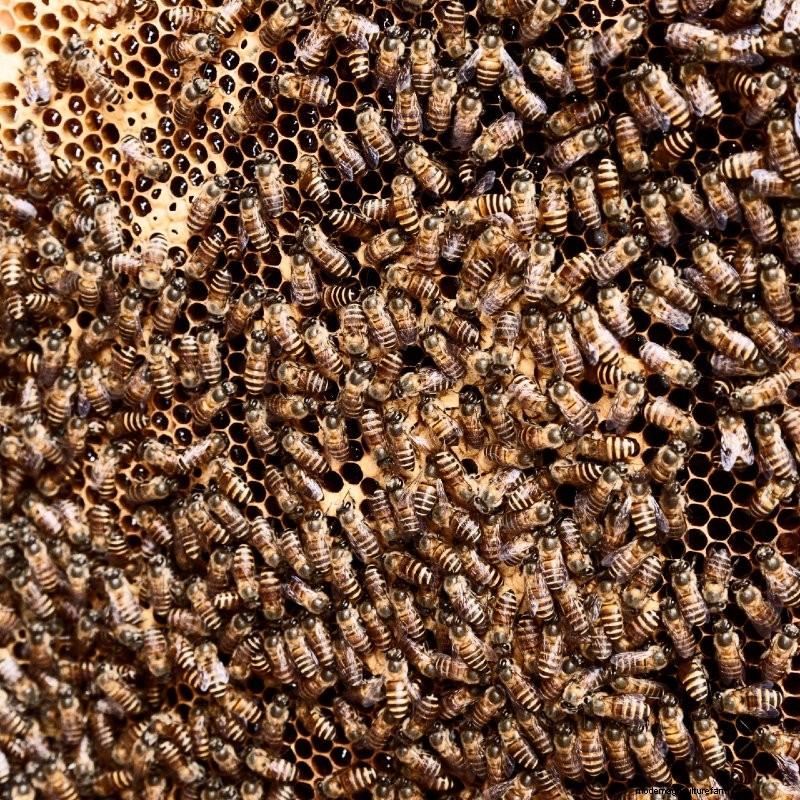 How to Start a Beehive: Everything You Need to Know About Beekeeping