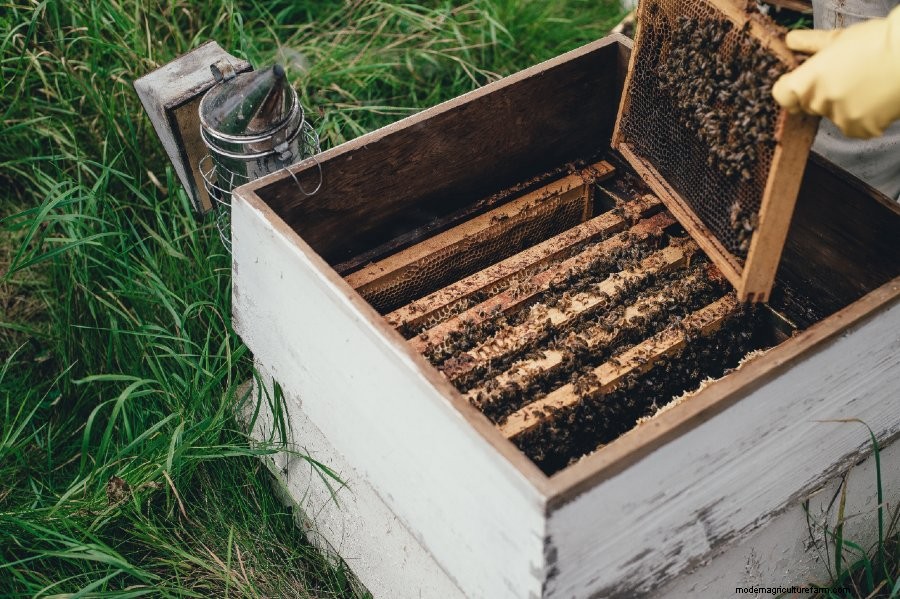 How to Start a Beehive: Everything You Need to Know About Beekeeping