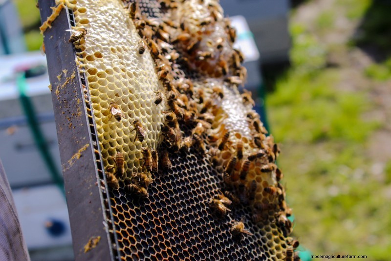How to Start a Beehive: Everything You Need to Know About Beekeeping