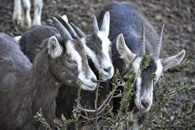 What Kind of Animals Live on a Farm? 10 Most Common