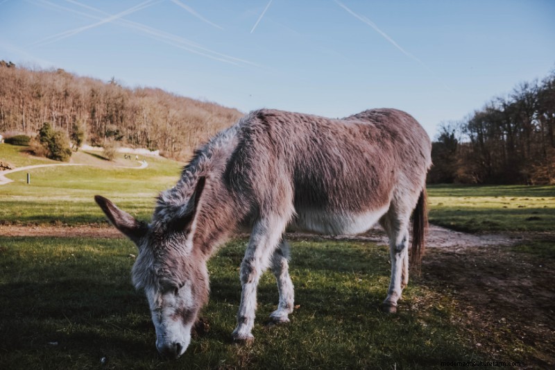 What Kind of Animals Live on a Farm? 10 Most Common