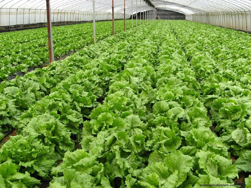 What is Organic Farming?