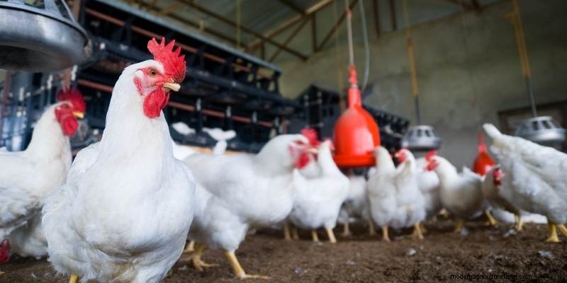 11 Different Types Of Farms to Understand Farming