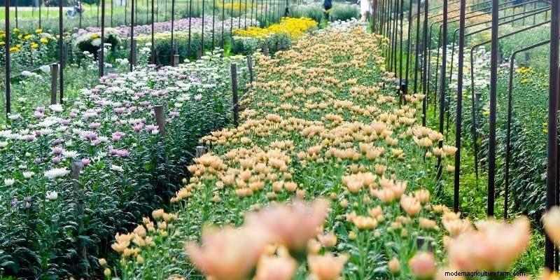 11 Different Types Of Farms to Understand Farming