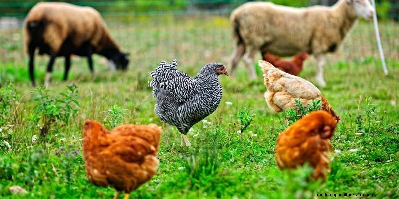 11 Different Types Of Farms to Understand Farming