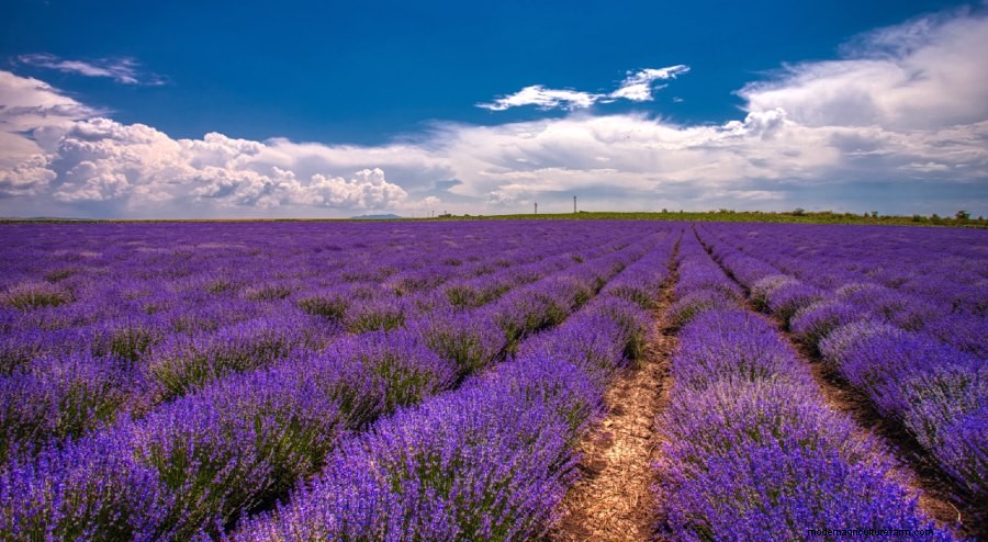 How to Grow Lavender: Everything You Need to Know