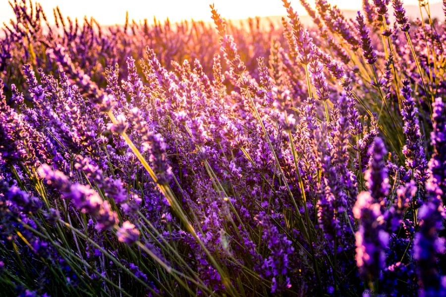 How to Grow Lavender: Everything You Need to Know