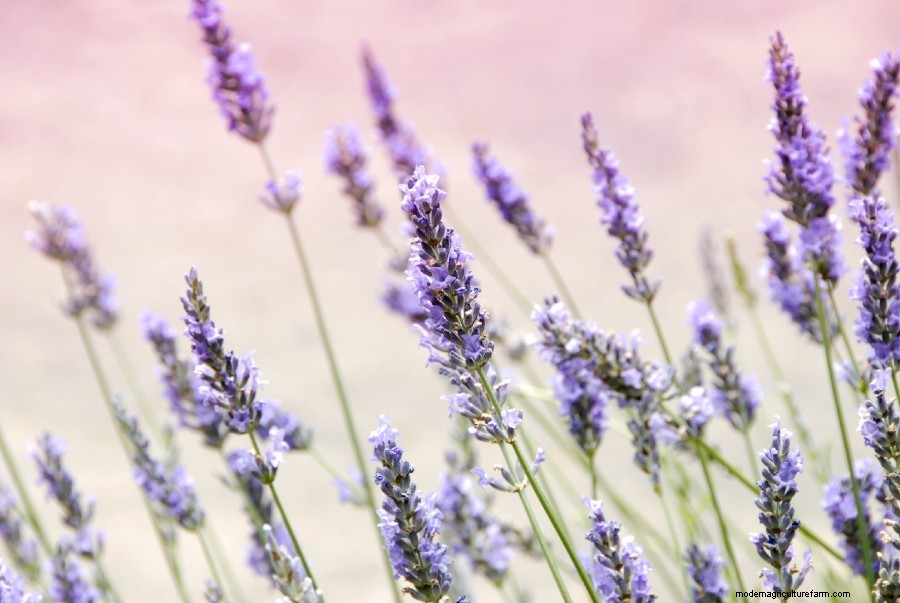 How to Grow Lavender: Everything You Need to Know