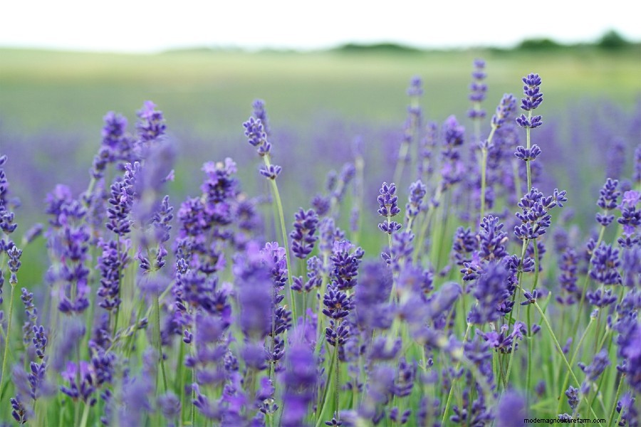 How to Grow Lavender: Everything You Need to Know