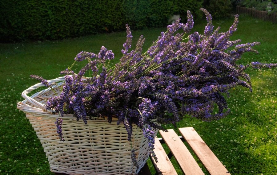 How to Grow Lavender: Everything You Need to Know