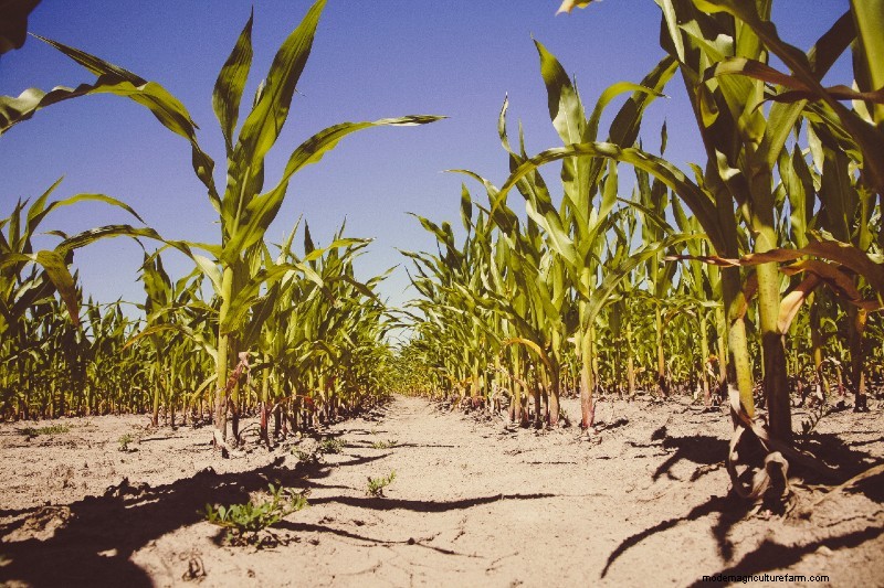 Growing Corn – Planting, Maintenance, Harvesting, Diseases and more