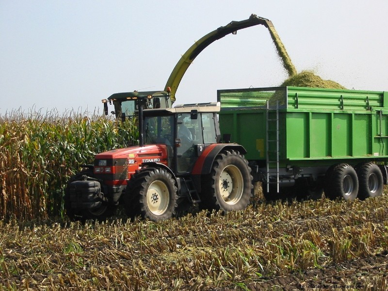 Growing Corn – Planting, Maintenance, Harvesting, Diseases and more