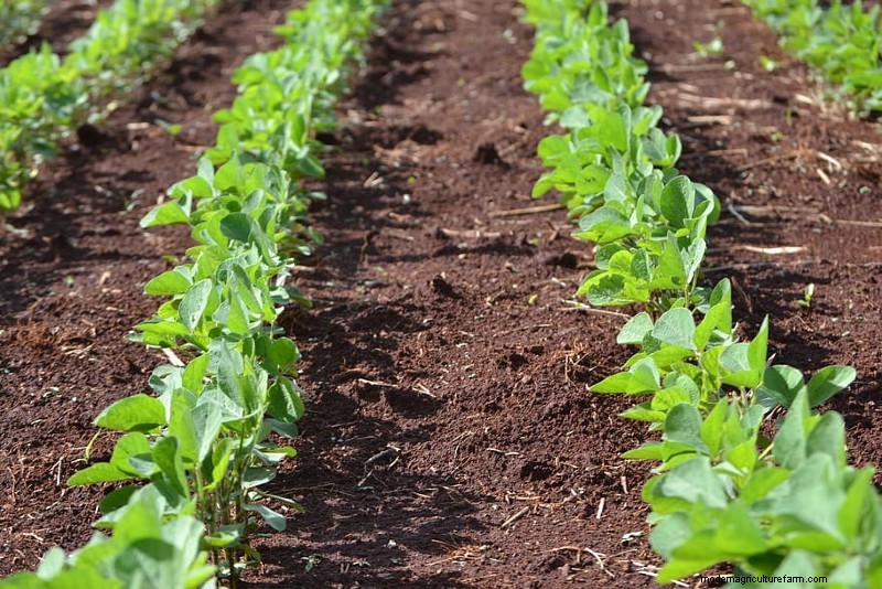 Planting and Growing Soybeans: Everything You Need to Know