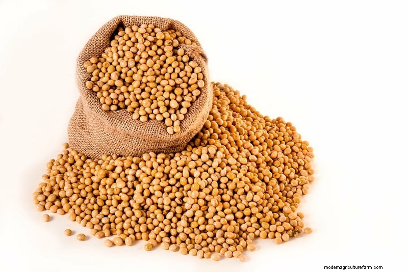 Planting and Growing Soybeans: Everything You Need to Know