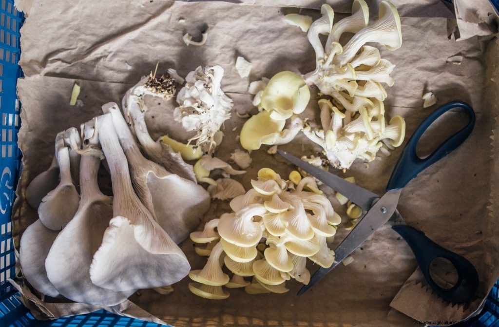 Mushroom Farming Business Plan: How To Start a Mushroom Business