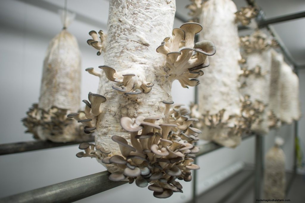 Mushroom Farming Business Plan: How To Start a Mushroom Business