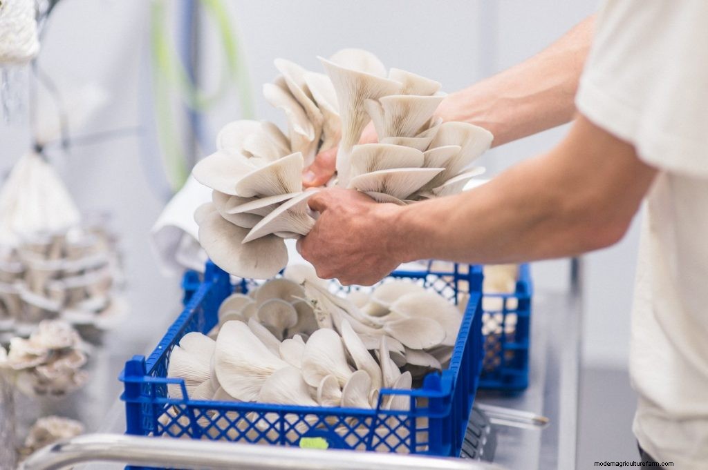 Mushroom Farming Business Plan: How To Start a Mushroom Business