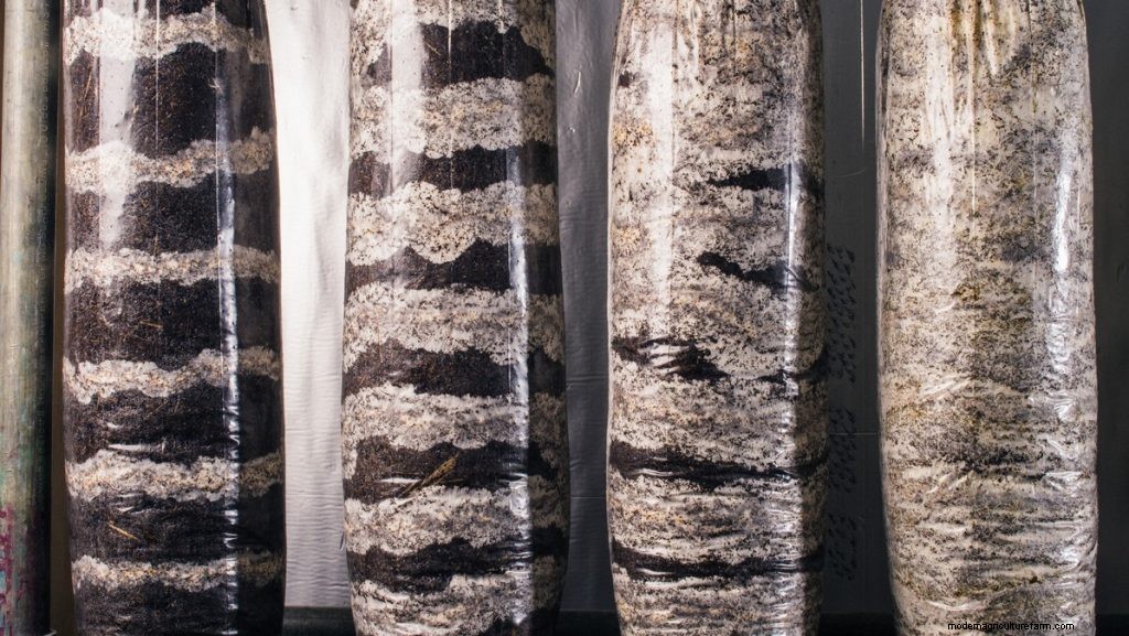 Mushroom Farming Business Plan: How To Start a Mushroom Business