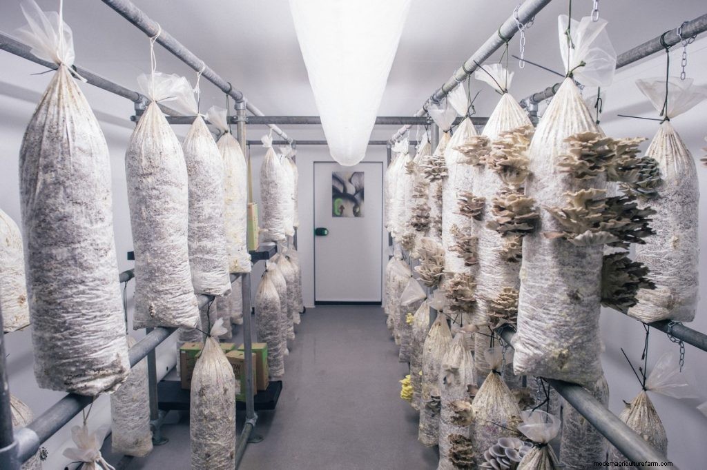 Mushroom Farming Business Plan: How To Start a Mushroom Business