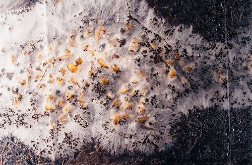 How To Grow Mushrooms: The Ultimate Guide