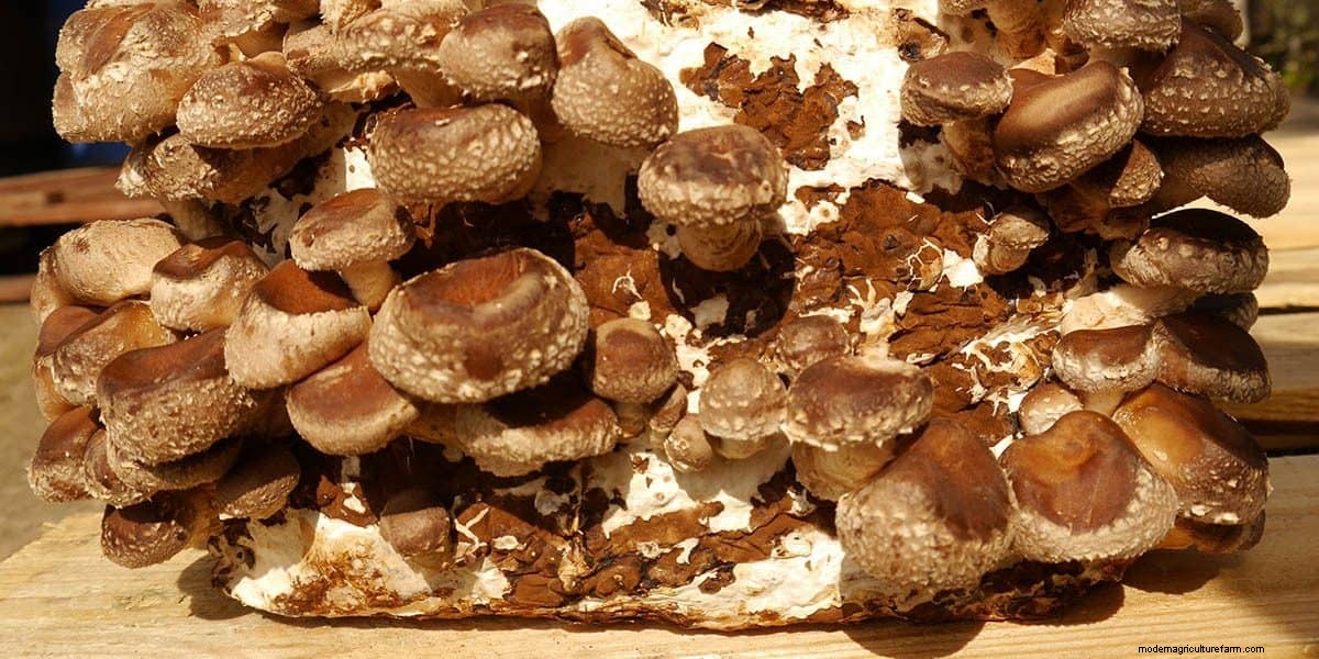 How To Grow Shiitake Mushrooms: The Ultimate Guide