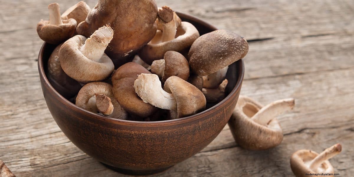 How To Grow Shiitake Mushrooms: The Ultimate Guide