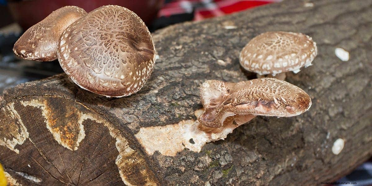 How To Grow Shiitake Mushrooms: The Ultimate Guide