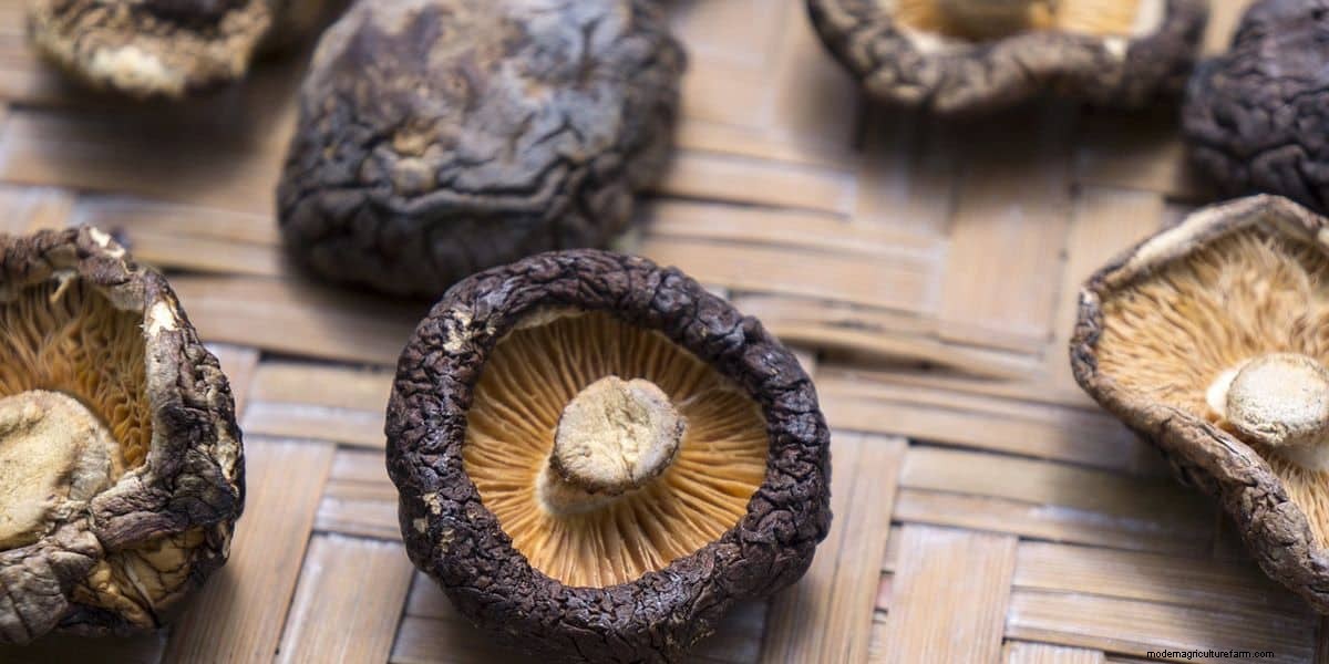 How To Grow Shiitake Mushrooms: The Ultimate Guide