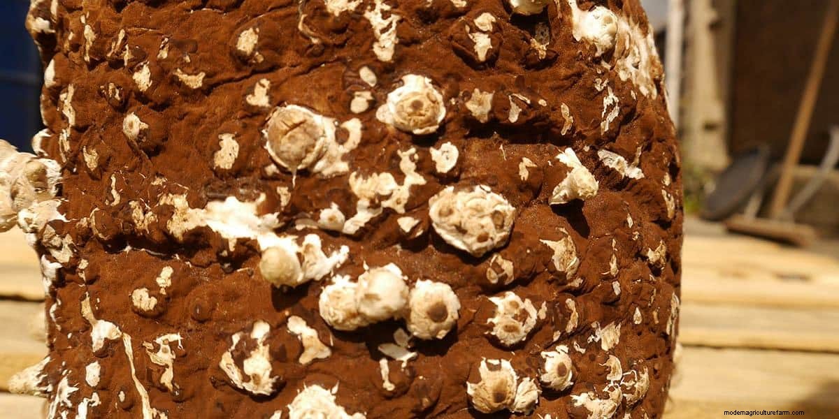 How To Grow Shiitake Mushrooms: The Ultimate Guide