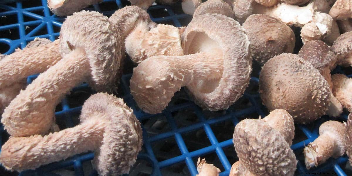 How To Grow Shiitake Mushrooms: The Ultimate Guide