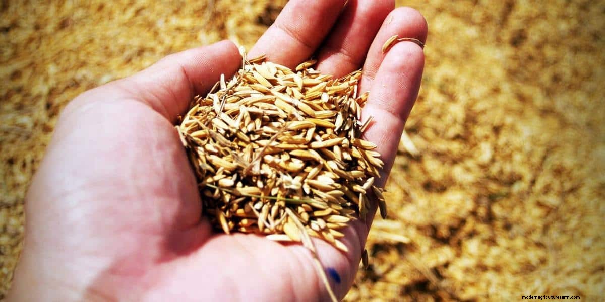 How To Grow Shiitake Mushrooms: The Ultimate Guide