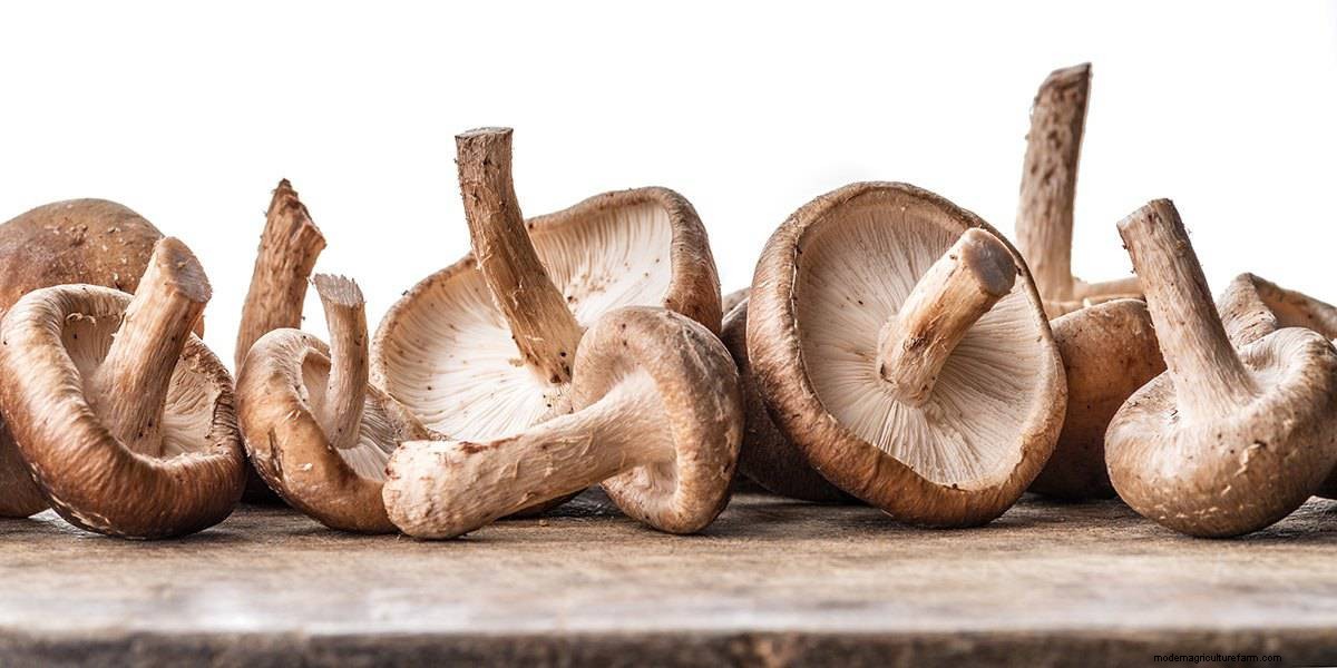 How To Grow Shiitake Mushrooms: The Ultimate Guide