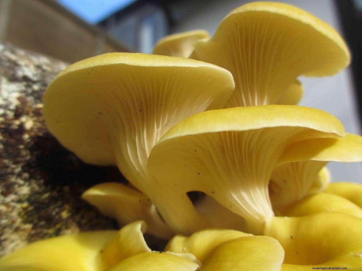 How To Grow Oyster Mushrooms: The Ultimate Step By Step Guide