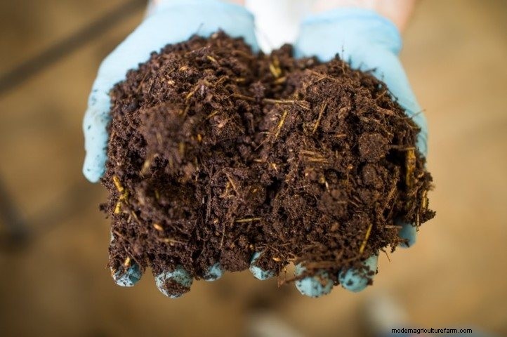 How To Grow Oyster Mushrooms: The Ultimate Step By Step Guide