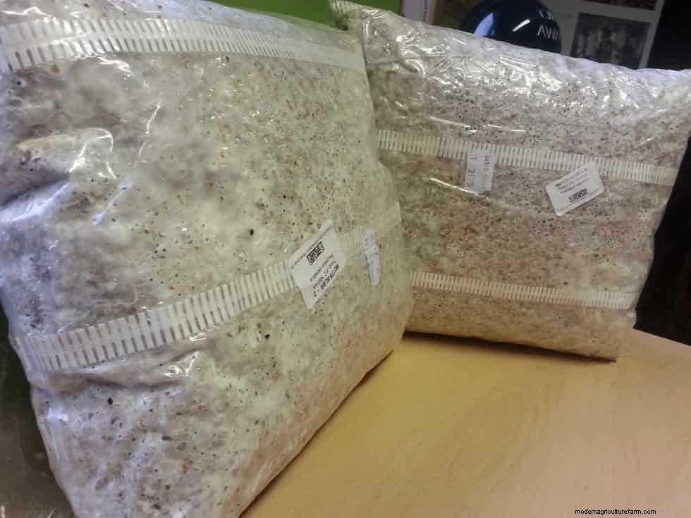 How To Grow Oyster Mushrooms: The Ultimate Step By Step Guide