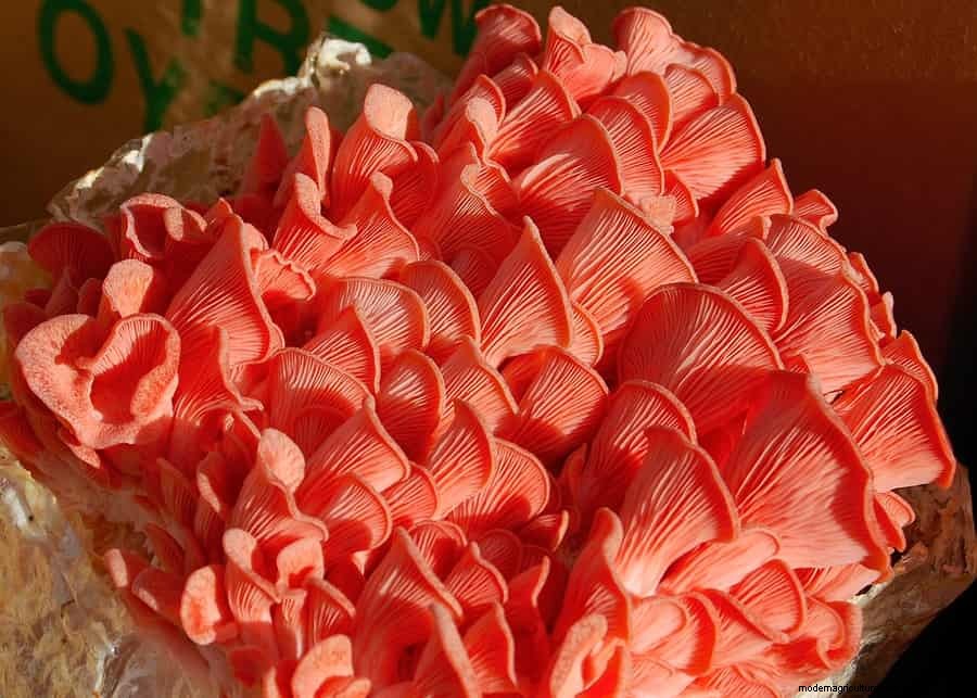 How To Grow Oyster Mushrooms: The Ultimate Step By Step Guide