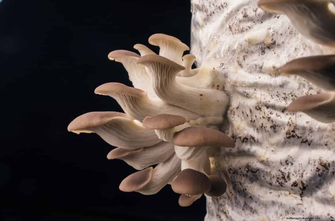 How To Grow Oyster Mushrooms: The Ultimate Step By Step Guide