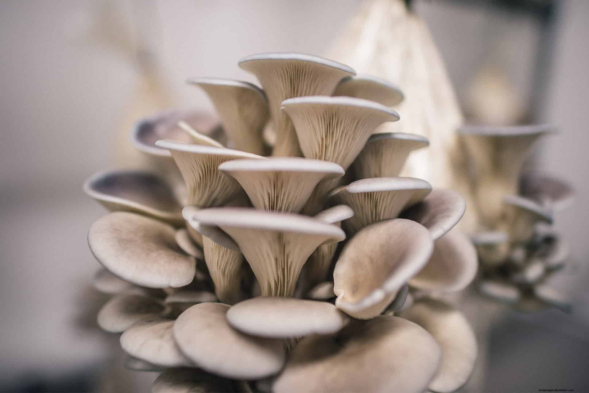How To Grow Oyster Mushrooms: The Ultimate Step By Step Guide