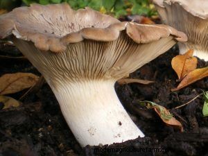 How To Grow Oyster Mushrooms: The Ultimate Step By Step Guide