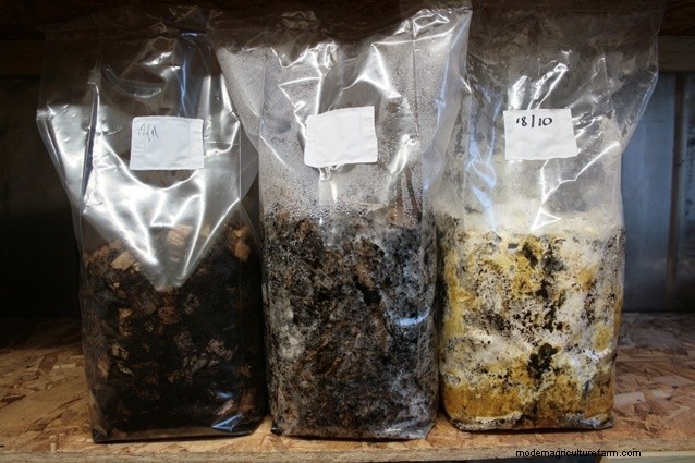 How To Grow Oyster Mushrooms: The Ultimate Step By Step Guide