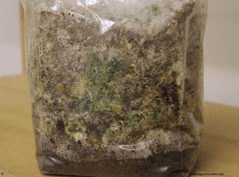 How To Grow Oyster Mushrooms: The Ultimate Step By Step Guide