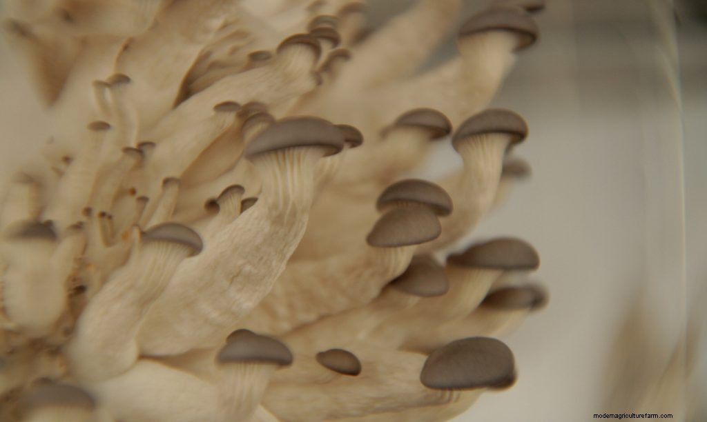 How To Grow Oyster Mushrooms: The Ultimate Step By Step Guide