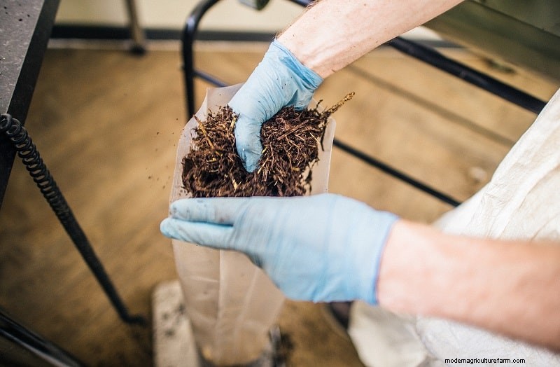 How To Grow Oyster Mushrooms: The Ultimate Step By Step Guide