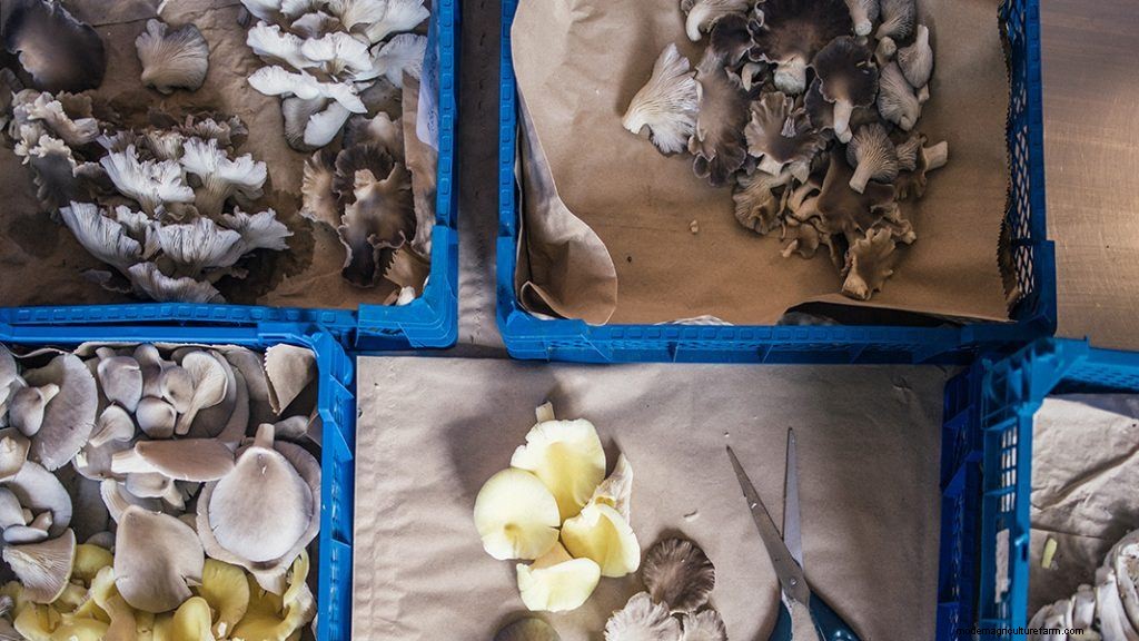 How To Set Up A Low Tech Mushroom Farm