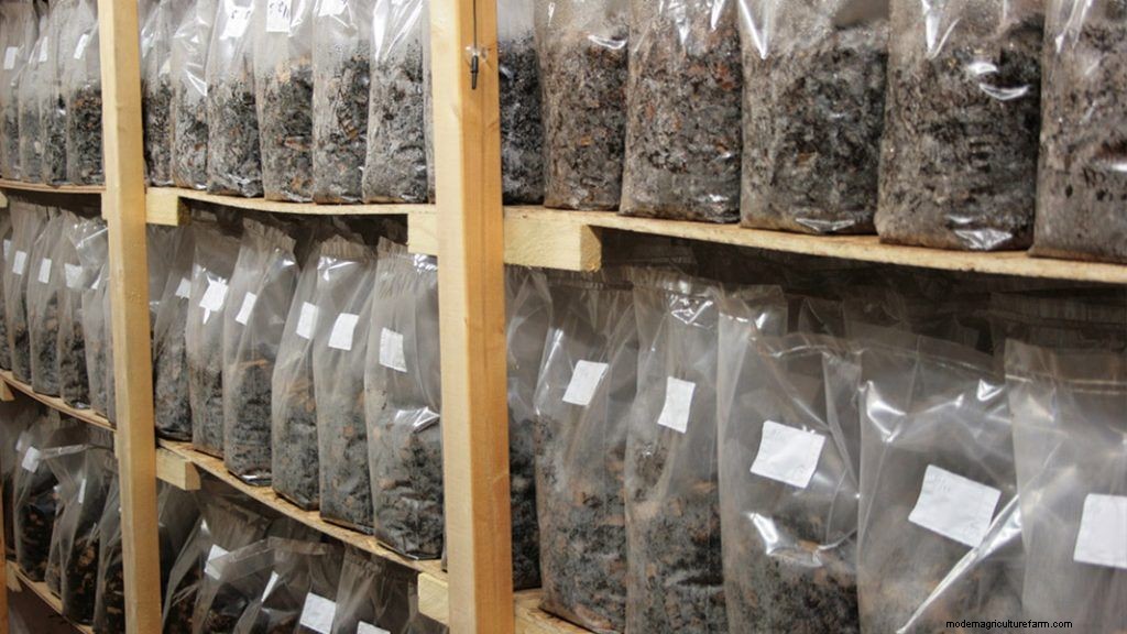 How To Set Up A Low Tech Mushroom Farm